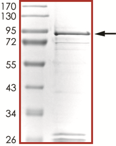 EGFR (d746-750 L718Q T790M), Active